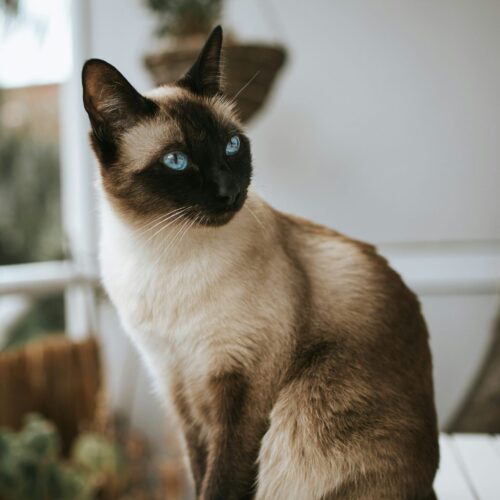 Anastasia et son chat